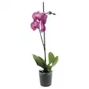 Bild 1 von GARDENLINE Orchidee 1 Trieber