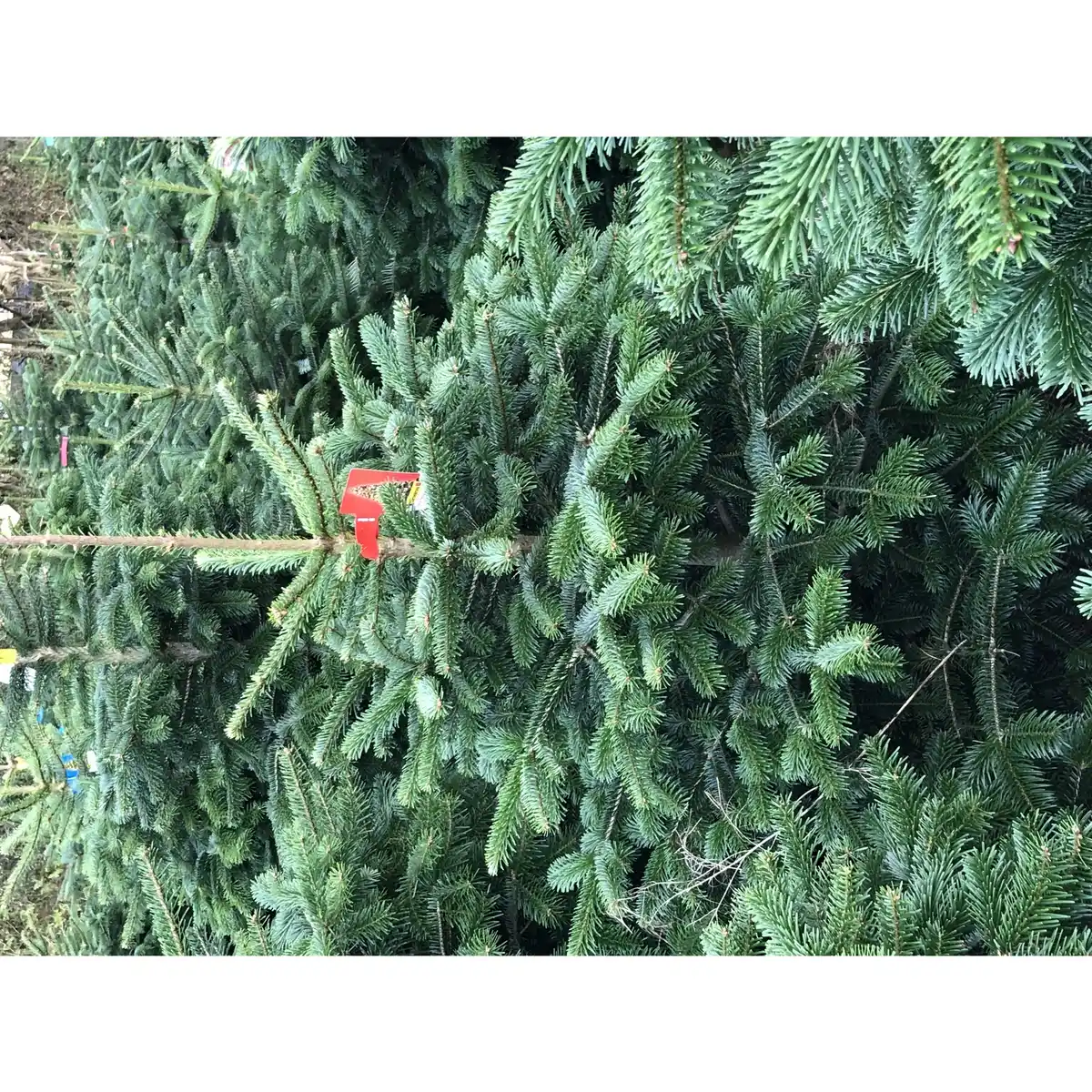 Bild 2 von Gartenkrone Weihnachtsbaum, Nordmanntanne, 100 - 125 cm