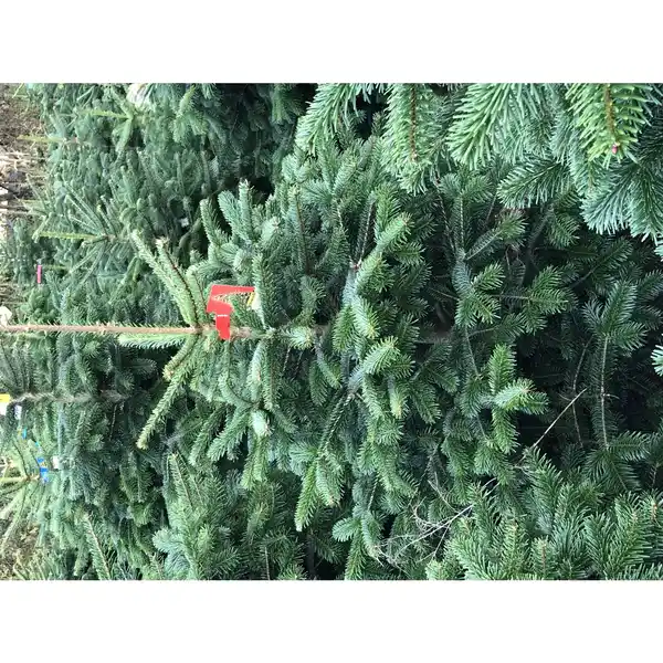 Bild 2 von Gartenkrone Weihnachtsbaum, Nordmanntanne, 100 - 125 cm