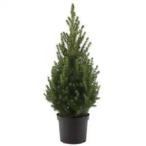 toom Zuckerhutfichte 'December' 19 cm Topf