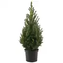 Bild 1 von toom Zuckerhutfichte 'December' 19 cm Topf