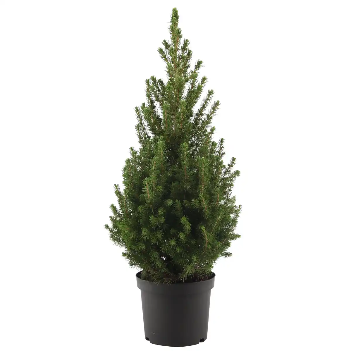 Bild 1 von toom Zuckerhutfichte 'December' 19 cm Topf