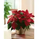 Bild 2 von Weihnachtsstern, Euphorbia pulcherrima, Blütenfarbe: gelb