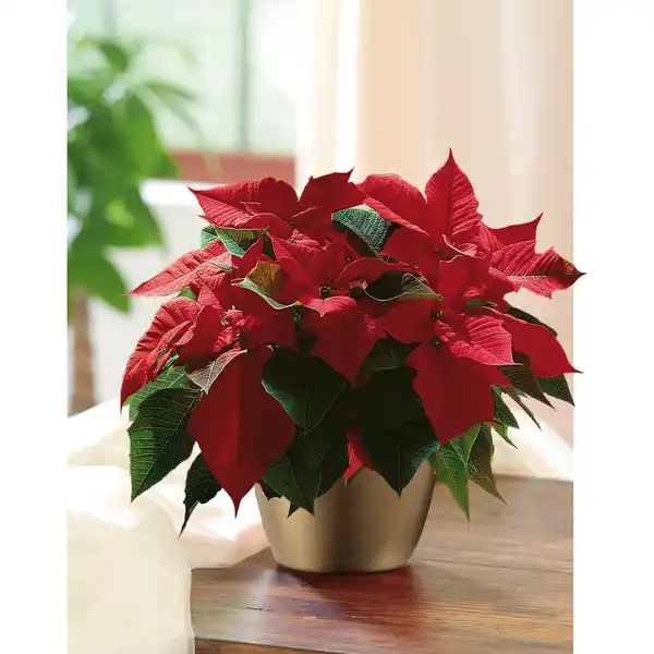 Bild 2 von Weihnachtsstern, Euphorbia pulcherrima, Blütenfarbe: gelb