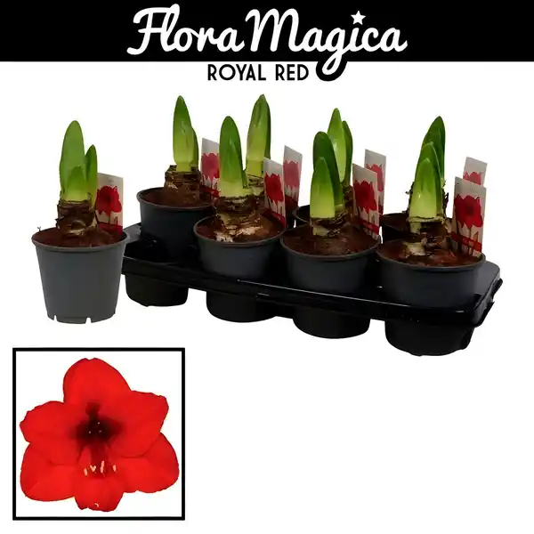 Bild 2 von Gartenkrone Ritterstern, Amaryllis Hybriden, Blütenfarbe: rot