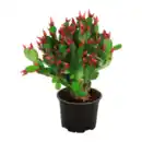 Bild 2 von GARDENLINE Weihnachtskaktus (Schlumbergera)