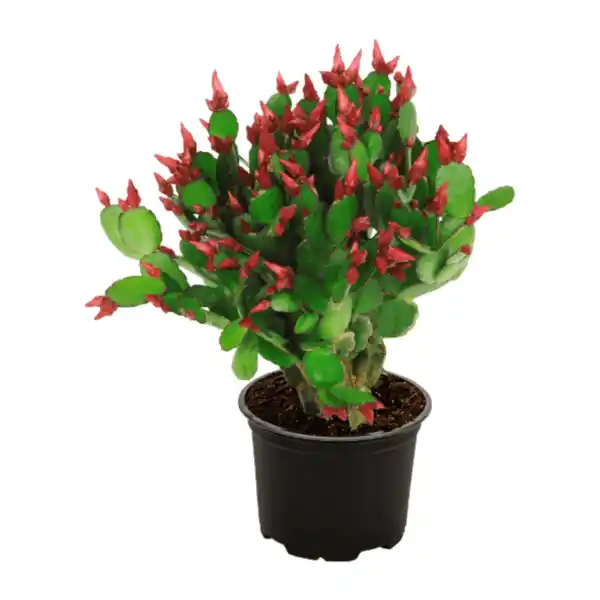 Bild 2 von GARDENLINE Weihnachtskaktus (Schlumbergera)