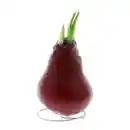 Bild 4 von GARDENLINE Amaryllis, gewachst