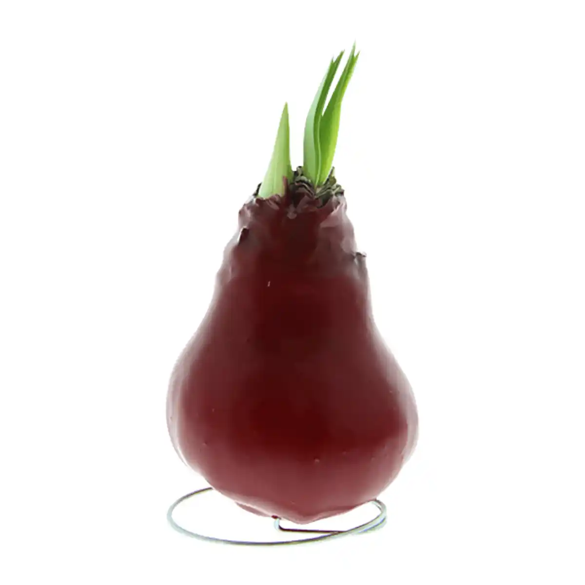 Bild 4 von GARDENLINE Amaryllis, gewachst