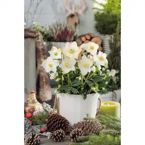 Christrose, Helleborus niger »Christmas Carol«, weiß