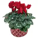 Bild 1 von GARDENLINE Cyclame in Keramik