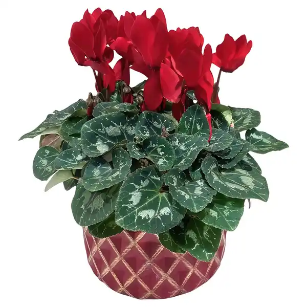 Bild 1 von GARDENLINE Cyclame in Keramik