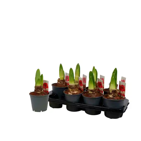 Bild 1 von Gartenkrone Ritterstern, Amaryllis Hybriden, Blütenfarbe: rot