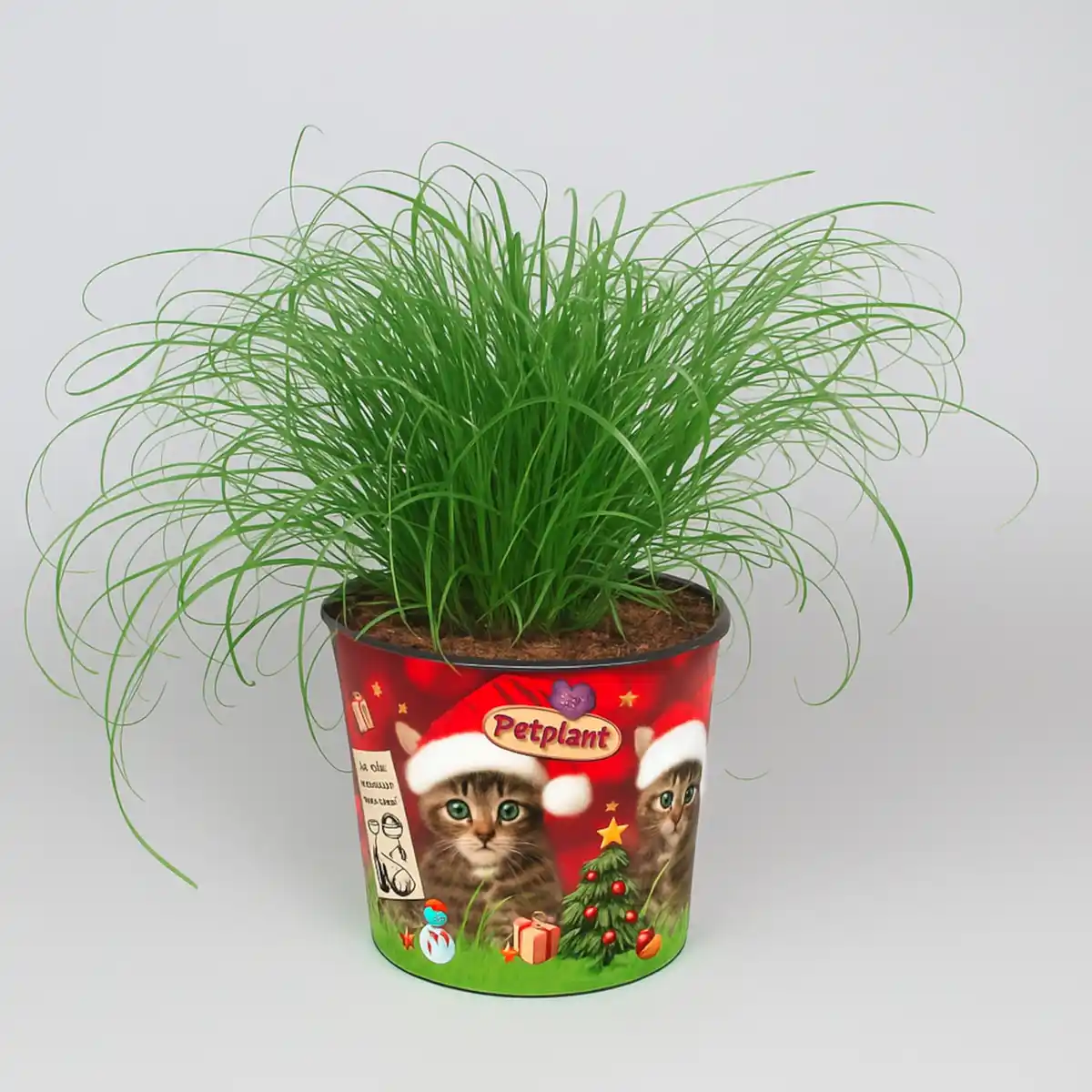 Bild 1 von Zyperngras 'Zumula' Cyperus Alternifolius »Zumula«