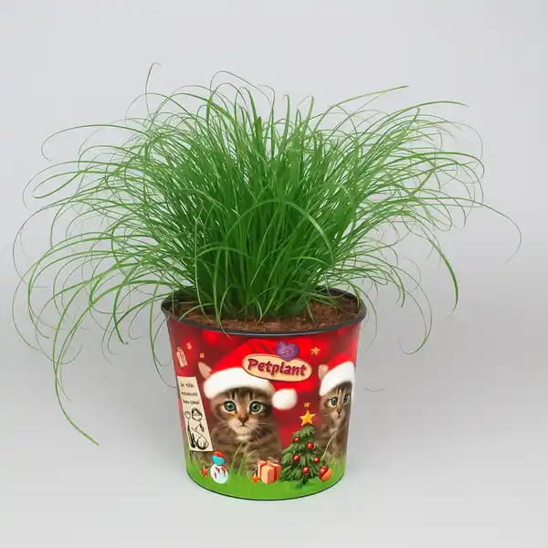 Bild 1 von Zyperngras 'Zumula' Cyperus Alternifolius »Zumula«