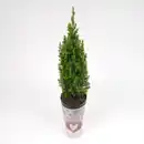 Bild 1 von toom Mini-Weihnachtsbaum inkl. Motiv-Übertopf