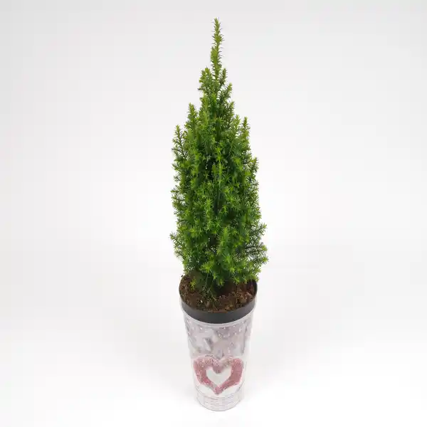 Bild 1 von toom Mini-Weihnachtsbaum inkl. Motiv-Übertopf