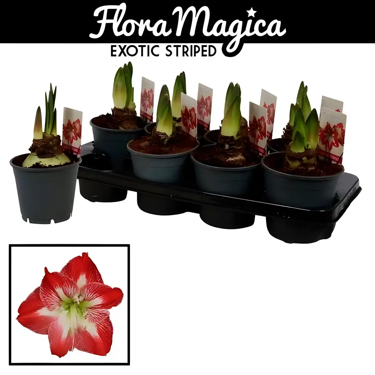 Bild 1 von Gartenkrone Ritterstern, Amaryllis Hybriden, Blütenfarbe: mehrfarbig