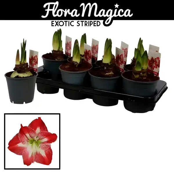 Bild 1 von Gartenkrone Ritterstern, Amaryllis Hybriden, Blütenfarbe: mehrfarbig