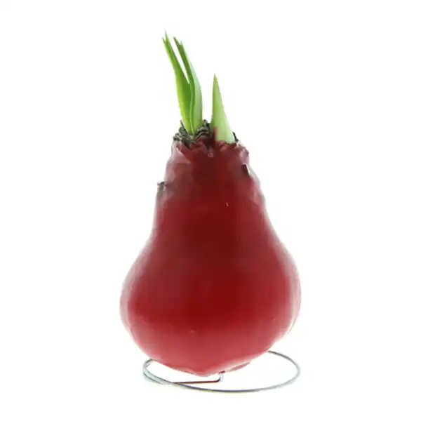 Bild 2 von GARDENLINE Amaryllis, gewachst