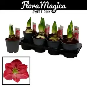 Gartenkrone Ritterstern, Amaryllis Hybriden, Blütenfarbe: rosa