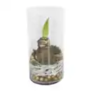 Bild 3 von GARDENLINE Amaryllis im Zylinderglas