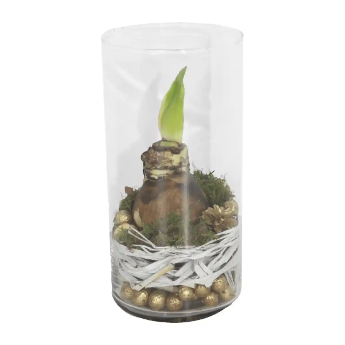 Bild 3 von GARDENLINE Amaryllis im Zylinderglas