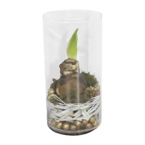 Bild 3 von GARDENLINE Amaryllis im Zylinderglas
