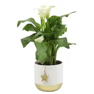 GARDENLINE Calla in Keramik