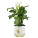 Bild 1 von GARDENLINE Calla in Keramik