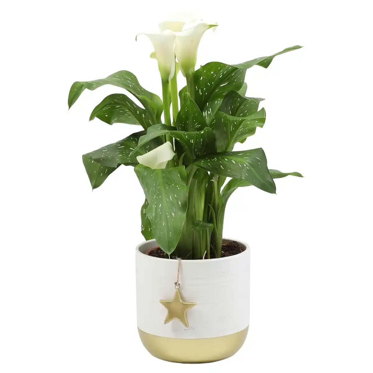 Bild 1 von GARDENLINE Calla in Keramik