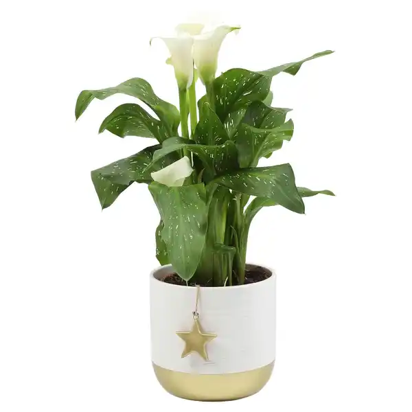 Bild 1 von GARDENLINE Calla in Keramik