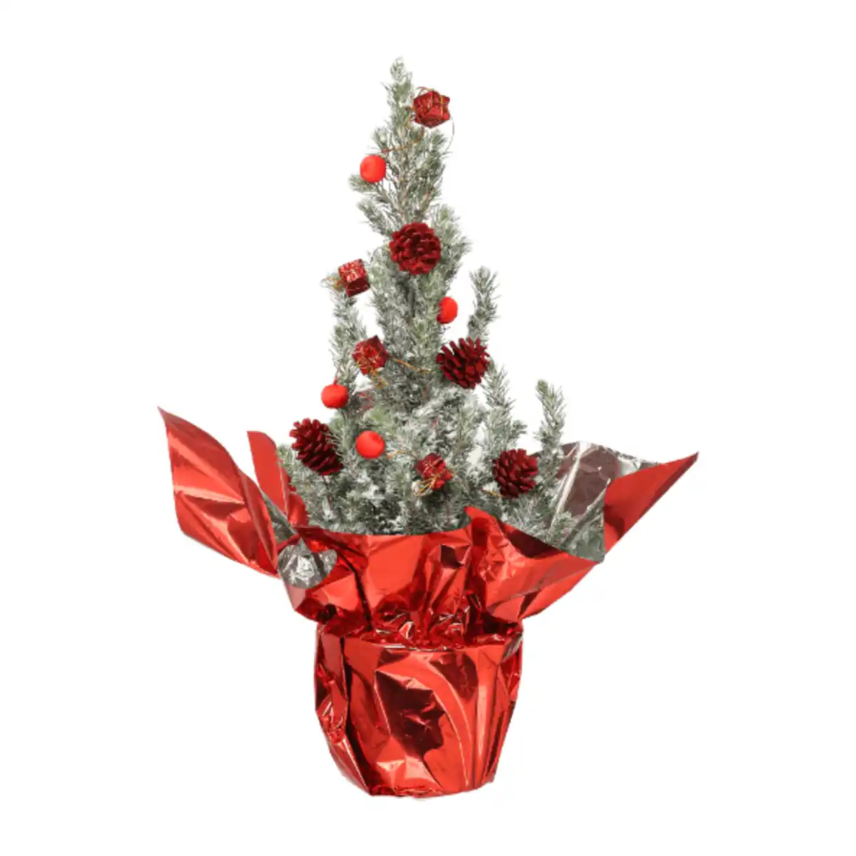 Bild 4 von GARDENLINE Zuckerhutfichte