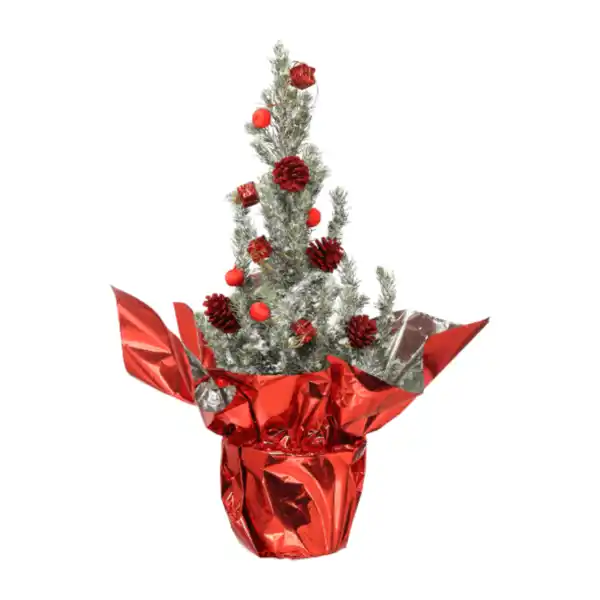 Bild 4 von GARDENLINE Zuckerhutfichte