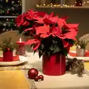 Bild 2 von SCHEURICH Übertopf, 828/14 Intense Red