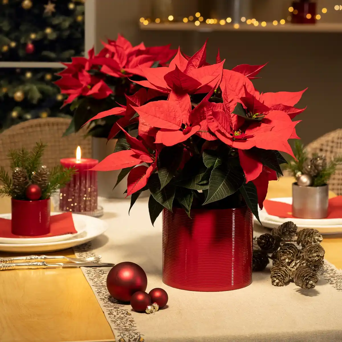 Bild 2 von SCHEURICH Übertopf, 828/14 Intense Red