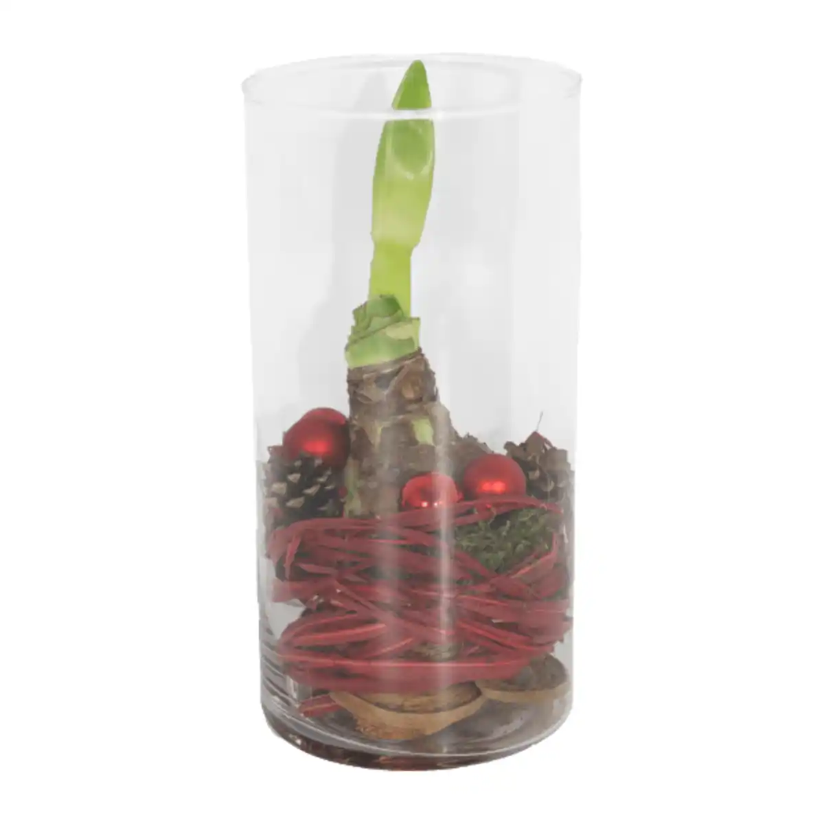 Bild 2 von GARDENLINE Amaryllis im Zylinderglas