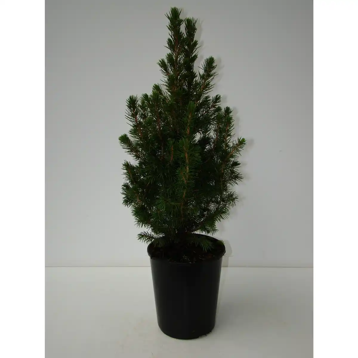 Bild 1 von Zuckerhutfichte, Picea glauca »Conica«