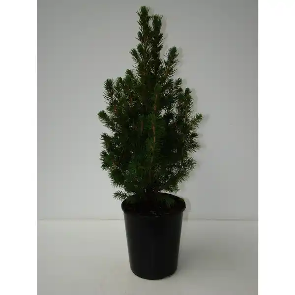 Bild 1 von Zuckerhutfichte, Picea glauca »Conica«