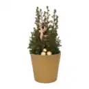 Bild 4 von GARDENLINE Chamaecyparis