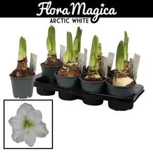 Gartenkrone Ritterstern, Amaryllis Hybriden, Blütenfarbe: weiß