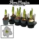 Bild 1 von Gartenkrone Ritterstern, Amaryllis Hybriden, Blütenfarbe: weiß