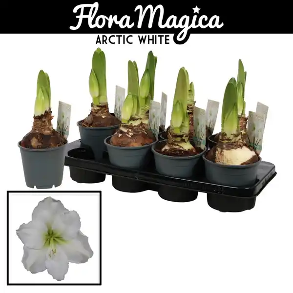 Bild 1 von Gartenkrone Ritterstern, Amaryllis Hybriden, Blütenfarbe: weiß