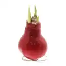 Bild 3 von GARDENLINE Amaryllis, gewachst