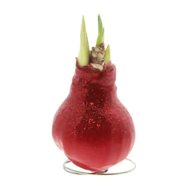 Bild 3 von GARDENLINE Amaryllis, gewachst