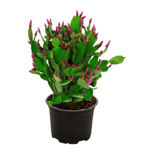 Bild 3 von GARDENLINE Weihnachtskaktus (Schlumbergera)