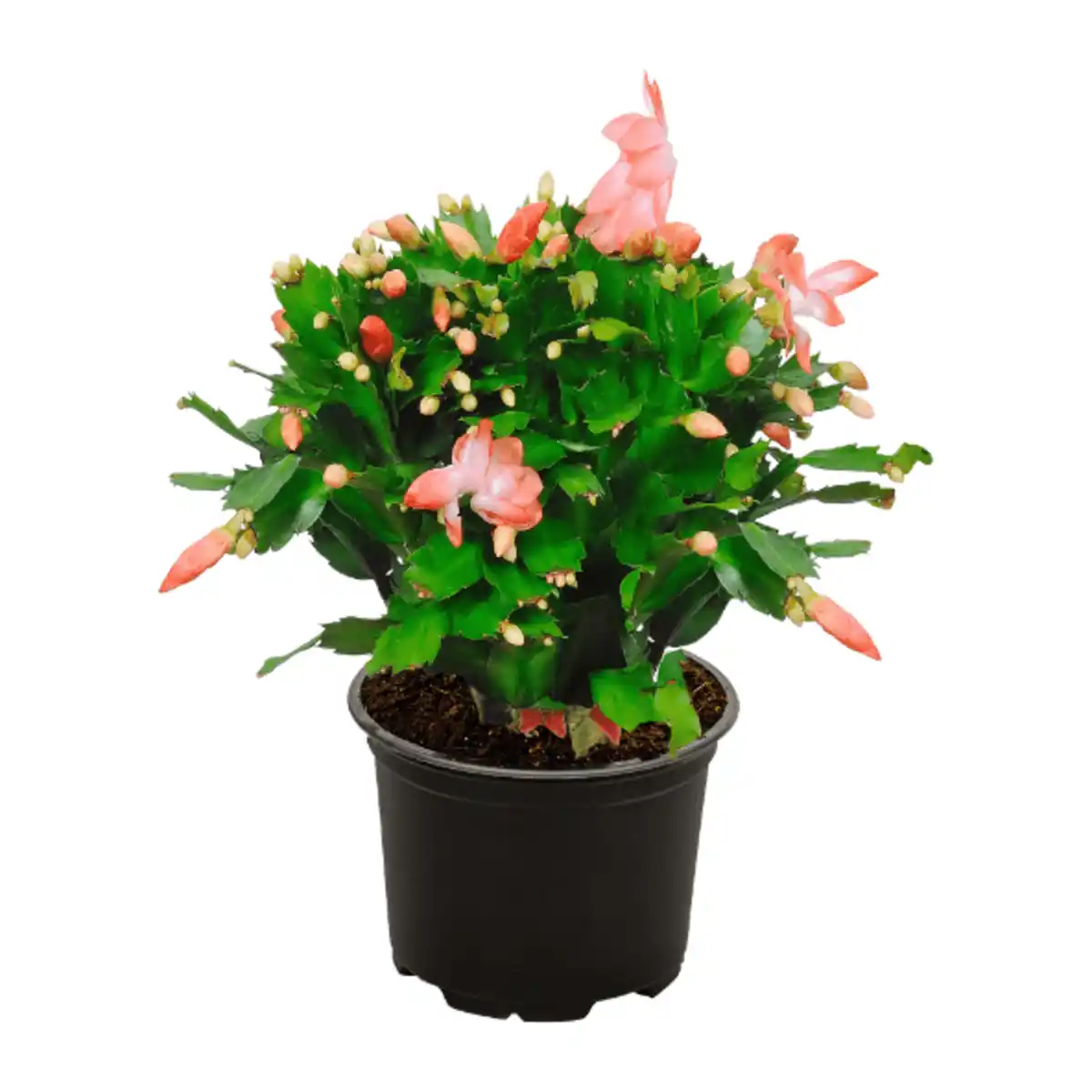 Bild 4 von GARDENLINE Weihnachtskaktus (Schlumbergera)