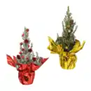 Bild 1 von GARDENLINE Zuckerhutfichte