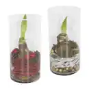 Bild 1 von GARDENLINE Amaryllis im Zylinderglas