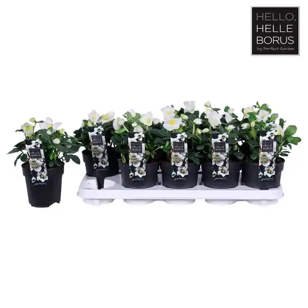 Bild 2 von Christrose, Helleborus niger »Christmas Carol«, weiß